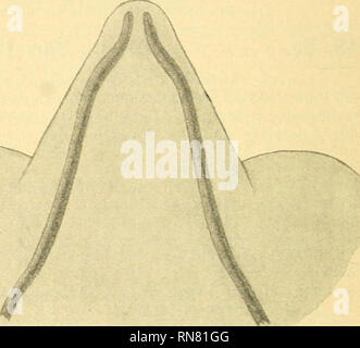 . Anatomischer Anzeiger. Anatomia, comparativo, Anatomia, comparativo. 34 Die Ontogenie des MECKEL'schen Knorpels der Sauropsiden hat sich bisher eines geringen Interesses zu erfreuen gehabt. Er ent- wickelt sich hier, wie bei Wirbeltieren allen, innerhalb der Ersten Schlundbogen aus zwei selbständigen, beiderseits gelegenen Verknorpe- lungszentren, wächst im Laufe der Entwickelung in prossimale-distaler Richtung, der die Yorderenden circuizione beiden Hälften trennende ab- stand wird in modo immer kleiner, bis diese aufeinander treffen und schließ- lich miteinander verwachsen. Unsere Kenntnisse über die en Foto Stock
