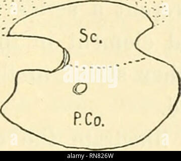 . Anatomischer Anzeiger. Anatomia, comparativo, Anatomia, comparativo. 13 14 15. Si prega di notare che queste immagini vengono estratte dalla pagina sottoposta a scansione di immagini che possono essere state migliorate digitalmente per la leggibilità - Colorazione e aspetto di queste illustrazioni potrebbero non perfettamente assomigliano al lavoro originale. Anatomische Gesellschaft. Jena : G. Fischer Foto Stock