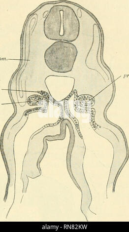 . Anatomischer Anzeiger. Anatomia, comparativo, Anatomia, comparativo. 509 pr. d. ncp. differenziati posteriormente, i conti per l'origine apparente del posteriore tubuli mesonephric da epitelio coeloniic e origine di tlie tubu anteriore- les dal mesoderma dorsale all'epitelio coelomic. Come nel rene sviluppo di altri animali ho notato che la mesonephros svil- lops da prima di retro- reparti, qualsiasi indi- vidual embrione così ex- hibiting molti diversi p''- '^? Fasi. In tal modo nel passaggio dalla estremità anteriore della mesonephros cau- dalwards il primo meso- tubuli nephric resem Foto Stock