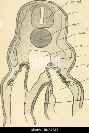 . Anatomischer Anzeiger. Anatomia, comparativo, Anatomia, comparativo. 508 Bebind segmento X la porzione inferiore del nephrotome inizia presto (in uno stadio con 18 mesodermic somiti) per mostrare la differenziazione e quindi dare origine al coelomic estremità dei tubuli mesonephric. Figg. XIY e XY mostrano come questo processo differisce nella parte anteriore e di estremità di cerva dell'mesonephros (in segmenti XI e il XVIII). d. ao.. un. pr. d. coel. f- 8-. Si prega di notare che queste immagini vengono estratte dalla pagina sottoposta a scansione di immagini che possono essere state migliorate digitalmente per la leggibilità - Colorazione e aspetto di queste illustrazioni Foto Stock