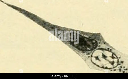 . Anatomischer Anzeiger. Anatomia, comparativo, Anatomia, comparativo. 489 zu erklären, warnra es nicht möglich ist die Einwanderung solcher Zellen nachzuweisen, era doch den anderen Forschern in allen Fällen gelang. Die Zellen sind in ihrer Morphologie und ihrem Verhalten gegenüber den Farbstoffen così charakteristisch, dass es leicht möglich sein müßte, eine solche Einwanderung, sowie das Vorhandensein ähnlicher Zellenfornien im Bindegewebe nachzuweisen. Handelte es sich um einfache Wanderzellen, così könnte man auch kaum erwarten, dass sie sich fast überall im Epithel in von den umgebenden Zellen Foto Stock