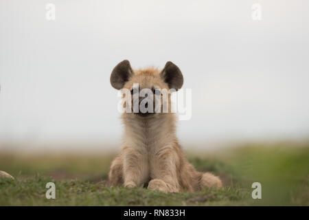 Spotted hyena cub giacente in erba Foto Stock