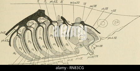 . Anatomischer Anzeiger. Anatomia, comparativo, Anatomia, comparativo. 489 mihi ist in Fig. 2, welche nach einem Präparat, auf dem die in Rede stehenden Nerven von der Seite ventralen bloßgelegt sind, gezeichnet ist und wo ihre Beziehungen zur Schlundregion und zu dem klarliegen Kiemenbogen, zu sehen. Daß diese Aeste des Vagus metamere streng (branchiomere) Bildungen sind, ist ohne weiteres aus den Abbildungen ersichtlich. Nachdem ich die Anwesenheit dieser Nerven in der Vagusregion, d. h. im capitolo Gebiet der Kiemen funktionierenden bei Acipenser gefunden hatte, entstand für mich selbstverständlich d Foto Stock