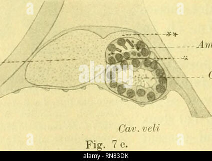 . Anatomischer Anzeiger. Anatomia, comparativo, Anatomia, comparativo. Imp.Sol. C.H. C.Vel. Amp.Sol.^ Fig. 7 b. Ch. Ao.. Amp.Sol.'' C.H. Fig. 7 a, 7 b e 7 c. Canal de tecnologia Hatschek (C.H.)^ et deux fiale ä solenocytes (Amp.SolK, Amp.Sol^.) d'onu Amphioxus adulte (IGR. 45 mms). Coupes trasv. o x; grossiss. 560.. Si prega di notare che queste immagini vengono estratte dalla pagina sottoposta a scansione di immagini che possono essere state migliorate digitalmente per la leggibilità - Colorazione e aspetto di queste illustrazioni potrebbero non perfettamente assomigliano al lavoro originale. Anatomische Gesellschaft. Jena : G. Fischer Foto Stock