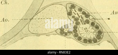 . Anatomischer Anzeiger. Anatomia, comparativo, Anatomia, comparativo. Amp.Sol. C.H. un Vet. Amp.Sol.^ Fig. 7 a. / I'ampolla. La fig. 7 Un montre, sous Textr^acaro anterieure de I'am- poule (4mp.ÄoZ.2),rextr6acaro post6rieure d'une autre fiala (Amp.SoU) plus ant6rieure: le rameau vasculaire (*) passe entre les deux. C'est probablement dans la charabre, puis dans la serie des cham- brettes ou fiale ä solenocytes, qu'il faut chercher cet etroit pro- longement de la cavite du corps engainant le nephridium, dont Hat- SCHEK adraet I'esistenza ("84, p. 519). vanWijhe COl, p. 31) en nie 1r6alit6; ma Foto Stock