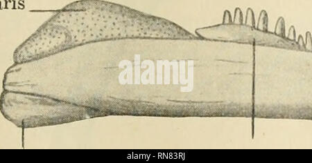 . Anatomischer Anzeiger. Anatomia, comparativo, Anatomia, comparativo. 437 selbständig gegenüber dem Dentale, bei Rana er ist mit demselben verschmolzen ^). Von Deckknochen kommen in Frage: dentale, Operculare, Goniale und Angulare. Durchaus konstant sind das Dentale und das Goniale; das Operculare fehlt den Derotremen und umgewandelten Salamandriden; ein als Angulare (= Reptilien- Angulare) anzusprechendes Stück findet sich bei Cryptobranchus und Menopoma. Der N. mandibularis tritt bei Urodelen und Apoden in den Priraordialkanal des Unterkiefers, bei Anuren bleibt er außerhalb des- selben; sein Foto Stock