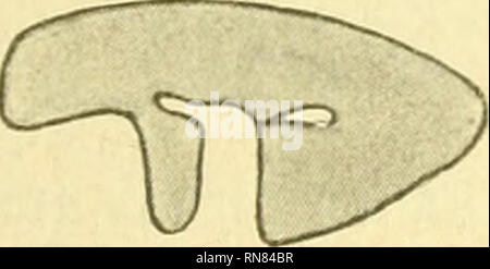 . Anatomischer Anzeiger. Anatomia, comparativo, Anatomia, comparativo. 495 il foramen magnum IV2 und vom Occipitale laterale 3 mm entfernt ein schon weit entwickeltes knöchernes Supraoccipitale von 4,5 mm Breite und 3,5 mm Höhe. Dem bloßen Auge präsentiert sich dieses als ein Gebilde nierenförmiges. Mit der Lupe erkennt man aber seine Zu- sammensetzung aus einem nasodorsalen, bogenförmigen, 2 mm hohen und 4,5 mm breiten, nach der Mitte zu schmaler werdenden Knochen- band und 2 un seinen kaudal Enden bezw. angelagerten ventrale, durch einen ganz feinen, knochenfreien Streifen abgetrennten, gleichsche Foto Stock