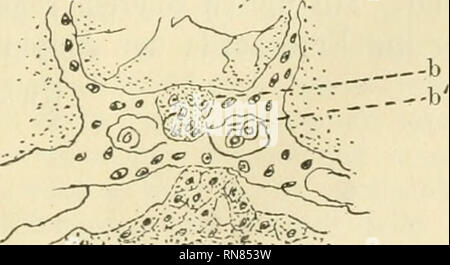 . Anatomischer Anzeiger. Anatomia, comparativo, Anatomia, comparativo. .V. Fig. 26. Fig. 27.. Si prega di notare che queste immagini vengono estratte dalla pagina sottoposta a scansione di immagini che possono essere state migliorate digitalmente per la leggibilità - Colorazione e aspetto di queste illustrazioni potrebbero non perfettamente assomigliano al lavoro originale. Anatomische Gesellschaft. Jena : G. Fischer Foto Stock