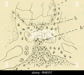 . Anatomischer Anzeiger. Anatomia, comparativo, Anatomia, comparativo. 509 hörenden 5 Schnitten habe ich mich nur eines zur Anfertigung des Schenaas bedient, welcher sich als der einzige zur Wiedergabe geeignete erwies. Ich gehe nun zu dem Stadium von 5,5 mm über. Kopfab im- schnitt der Ektochorda ist die eben erwähnte Verbindung mit dem Entoderm bereits gelöst und stößt dieselbe mit ihrem Vorderende nunmehr direkt an die Hypophyse. Anche stellt eine solche Verbindung entweder nur eine temporäre und vorübergehende Erscheinung dar, oder aber Wir hatten es hier (bei Bufo) mit einer individuellen E Foto Stock
