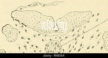 . Anatomischer Anzeiger. Anatomia, comparativo, Anatomia, comparativo. 508 Am Schluß der Beschreibung dieses stadi si ich noch einige Bemerkungen über den Kopfabschnitt der Entochorda hinzufügen. Onu- mittelbar hinter der Hypophyse befindet sich das ihm eng angelagerte, nach unten weggebogene (sich dem innig Darm anschmiegende) Vorderhohenschwangau ende der Ektochorda. Bei starken Vergrößerungen erweist es sich, dass das abwärts gebogene Ende nur scheinbar ununterbrochen ist. Auf Querschnitten läßt sich die Zusammensetzung der Chorda aus zwei Bestandteilen deutlich erkennen (auf sämtlichen Schnitten!): ei Foto Stock