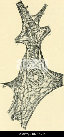 . Anatomischer Anzeiger. Anatomia, comparativo, Anatomia, comparativo. 193 Durch diese Experimente, welche jeder mit Fliramerepithel ver- schiedener Seetiere leicht wiederholen kann, ist es meiner Meinung nach festgestellt, dass die wirklich Cilie aus einer festen fibrille und einem flüssigen Flasmamantel besteht, indem die Elastizität der fibrille bei normalen Beding- ungen vollständig ausreicht, um die Oberflächenspannung im Gleichgewicht zu halten ^). Der zweite cadere, in welchem die Kritik von Bethe besonders scharf wird, ist der Fall der Nervenfibrillen. Bethe verneint jeden Zusammenhang zwis Foto Stock