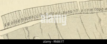 . Anatomischer Anzeiger. Anatomia, comparativo, Anatomia, comparativo. 508 Substanz noch deutlich die tangentialen Fibrillen beobachten. Außer ihnen kommen hier andere, senkrecht aufsteigende vor. Ganz oben hat sich an der Gallertschichte eine dünne, membranartige Verdich- tungszone ausgebildet, die offenbar keine andere Bedeutung hat als diejenige eines Coriums, und von den neuesten Bearbeitern dieses Gegenstandes (Joseph z. B., Arb. Zool. Ist. Wien, 1900), auch für ein solches gehalten wird. Es lassen sich keine Spuren nachweisen, die für eine direkte Beteiligung der epidermide an der Bildung Foto Stock