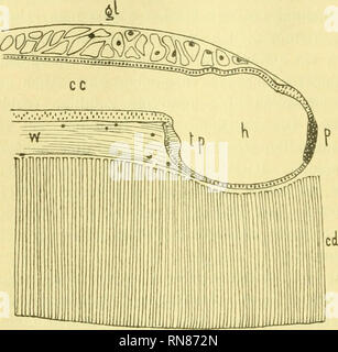 . Anatomischer Anzeiger. Anatomia, comparativo, Anatomia, comparativo. 484 haben. Denn sie weicht völlig ab von allem, era uns unsere Prä- parate vom Amphioxus-Gehirn zeigen. Diese ganz dünne Wand, der abgeplattete Pigmentfleck, der weite Zentralkanal, die scharfe Knickung der ventralen Wand, das Alles ist in modo völlig unähnlich den Bildern, welche man sonst bei ganz dünnen, così genau wie möglich orientierten Medianschnitten (Fig.l0) zu Gesicht bekommt, dass es mich immer wieder irre machte, wenn ich meine Präparate durch- musterte. Cellule di KuPFFER dabei sagt, es gehöre zu den schwierigsten Aufgaben der Tech Foto Stock