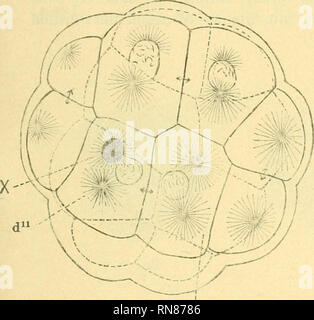 . Anatomischer Anzeiger. Anatomia, comparativo, Anatomia, comparativo. 231 unbeeinflußt; er wurde dem elastomero betreffenden einfach mit dem zugeteilt al plasma. Von der dritten Teilung un konnte l uomo a circuizione Struktur schon einige Veränderungen bemerken, Vakuolisierung leichte und eine leichte Verschwommenheit der Konturen. Nach der vierten Teilung kommt der besondere Körper in den Wirkungskreis eines Zentrosomas, nämlich desjenigen, welcher näher der Polarfurche liegt (Fig. 9). Fast die ganze "Energie" dieses Zentrosomas wird für die Ueberwindung der vis inertiae des besonderen Körpers verbr Foto Stock