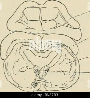 . Anatomischer Anzeiger. Anatomia, comparativo, Anatomia, comparativo. Fig. 33. Il cervelletto Nerv. IV Tr, octavo- mot.+octavo- diencephal.. Text Cerebelltun. mesen- cephal. Nucl. mesen- ceph. tegment. Tr.octavo-mot. + octavo-di- encephal. Bindearm Fig. 34. Bindearm Fig. 35. 3. Sekundäre Bahnen aus der viscerale sensiblen-fine- kernsäule (Lobus vagi, glossopharyngei, facialis). Neben den vorhin geschilderten Assoziationsbahnen, mediale von der spinalen Trigeminuswurzel, lassen sich aus den sensiblen Kernen des vago, Glossopharyngeus und Facialis feinste markhaltige Fasern verfolgen, die als dorsale F Foto Stock