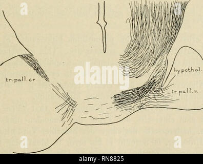 . Anatomischer Anzeiger. Anatomia, comparativo, Anatomia, comparativo. Fig. 25. commissura selachians del. Sembra probabile che il primordium ippocampi che occupa l'enorme tetto in selachians è stato tirato in avanti nella chimera fino a quando essa si estende nella rostrale e rostro-. Fig. 26. parete ventrale. In tal caso, il comportamento del tractus pallii è completamente ex- affinata. Una ulteriore indicazione che la suddetta interpretazione è corretta si trova nelle relazioni della posteriore commissura pallial. Dalla regione del primordium ippocampi di un filamento di materia grigia con- Anat. Anz. XXXVI. Aufsätze. 16. P Foto Stock