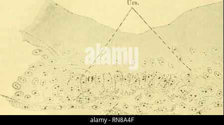 . Anatomischer Anzeiger. Anatomia, comparativo, Anatomia, comparativo. 268 è stato nun die Urosomiten betrifft, così sieht man auf dem Schema 1 die erste Phase ihrer Entwickelung (eine gewöhnliche Entwicklung der Ursegmente des Amphioxus) sehr deutlich. Der rechte Urosomit {Urs.). *^, ' '?* ^ '." ' ' Ent. Fig. 2. .Y'^ Urd. 1  .-''* 1 Urs Urs. Fi.sr. 3. fängt schon un, sich vom Urdarm abzuschnüren; der linke ist noch in statu nascenti. Auf dem 2 dello Schema schnüren sich die beiden uro- somiten (URS) ab. Auf dem 3 dello Schema sind sie völhg vom Urdarm. Si prega di notare che queste immagini sono estratte da scann Foto Stock