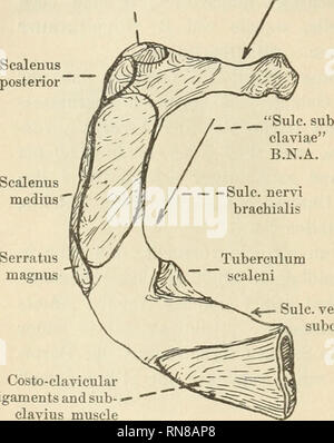 . Anatomischer Anzeiger. Anatomia, comparativo, Anatomia, comparativo. 26 arteria, e da quella della scanalatura (qui indicata con "solco venae sub- claviae") che alloggia la vena succlavia. (Vedere Fig. 1). L arteria succlavia attraversa la prima nervatura ad angolo praticamente retto alla nervatura in corrispondenza del punto di incrocio; ma la scanalatura che si suppone essere da esso formato e al lodge è diretto obliquamente da dietro in avanti e verso l'esterno attraverso la nervatura. (Vedere Fig. 1). Inoltre l'asse del "solco subclaviae" è in linea con quello di un altro e analoga gola liscia su Foto Stock