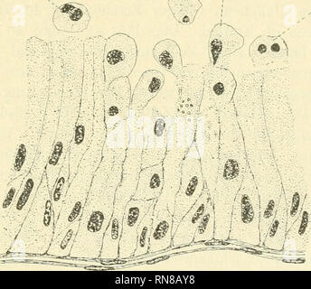. Anatomischer Anzeiger. Anatomia, comparativo, Anatomia, comparativo. 437 diikte und auch größere Schollen, welche jedenfalls nichts anderes sind als Vorstufen der im angehäuften Leberlumen Körnchen. Wir finden übrigens alle Uebergangsstufen zwischen den runden Zellen und den Körnerhaufen. Es handelt sich offenbar um einen Zerfall der runden Zellen. Bei un finden wir mehrere derartige Zellen, die schon ihren Kern eingebüßt haben; Plasma das ist stark gelockert, così daß die Körnchen und Schollen deutlich hervortreten. Bei h ist von der Zellstruktur fast nichts mehr zu erkennen, ein Vergleich mit un Foto Stock