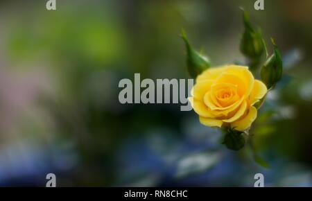 Flower Power oro rosa Patio Foto Stock