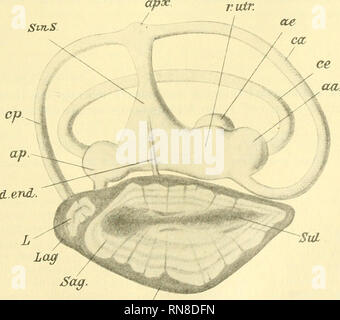 . Anatomischer Anzeiger. Anatomia, comparativo, Anatomia, comparativo. Gr.dSff. Sacc. Fig. 3. Das häutige Labyrinth der linken Seite beim erwachsenen Exocoetus vol. Vergr. 6,5 mal. (Die innere Wand des Saeculus ist entfernt.) aa. Ampolla anteriore, ae. Ampolla esterno, ap. Ampolla posteriore, APX. Apex. Ca. Canalis semicircul. anter. Ce. Canalis semicircul. exter. Cp. Canalis semicircul. post. Cer. Il cervelletto. dend. Dotto endolymphaticus. Gr. d. Sg. Die Grenze der Sagitta. L. lapilli. Lag. Lagena. Ib. I lobi inferiores. 3Fh. Das Mittelhirn. m. obl. Das Nachhirn. nv. Nervus, r.amp.p. Ramus ampolla Foto Stock