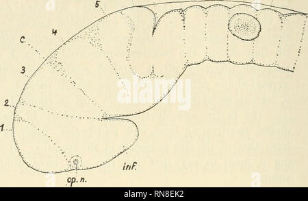 . Anatomischer Anzeiger. Anatomia, comparativo, Anatomia, comparativo. 7 S &AMP; 10. Fig. 6. Fig- 7. Fig. 6. Vista dorsale della stessa encefalo che è rappresentato in Fig. 5. Fig. 7. Salmo purpuratus. Encefalo di un embrione sezionato con 34 somiti, 22 giorni. Superficie di sinistra visualizza. op. n. L'ottica levetta. Altre lettere e cifre lo stesso come in Fig. 5. )&Gt;&LT;^ 60 diametri, terior segmenti che rappresentano la ribalta- e metà di cervello, sono ben illustrati. Esse sono separate da gole esterne che passano intorno al cervello simili a quelle del midollo. Il segmento 1 è ellittica e il segmento 2 è distintamente wedg Foto Stock