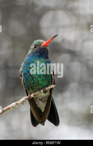 Ampio maschio-fatturati Hummingbird su un Pesce persico Foto Stock