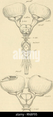 . Anatomischer Anzeiger. Anatomia, comparativo, Anatomia, comparativo. 54 Fig. 19. Ci sono due radici, il fork e venire di nuovo insieme, come mostrato nel maiale. 20B. Questi inserire una piccola depressione situata vicino al recessus prseopti- cus, un po' più caudad a metà della di- posizione dal margine anteriore della prosen- cephalon al chiasma ottico. Penetrare la sostanza del cervello, i rami del nervo passare verso l'alto nel setto mediano; essi ramo profusamente e sono distribuiti ad una eminenza mediale (emi- nentia septalis ?), non alla porzione laterale del cervello-muro. Questo è lo stesso porti Foto Stock