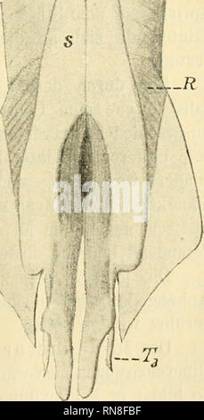 . Anatomischer Anzeiger. Anatomia, comparativo, Anatomia, comparativo. 509 dieser Fläche ein, vorn zugleich auf das Stück ß und die (2) letzten Kadien übergreifend. In ihn stülpt sich von der Seite dorsalen suo die äußere Haut ein: dadurch entstehen der Appendixspalt und der Drüsensack, in den dieser Spalt hineinführt. Während nun bei Chimera die Einstülpung stehen bleibt, sozusagen einen rudimentären Drüsen- sacco bildend, wächst sie bei den Plagiostomen schnell nach vorn und ventralwärts immer weiter, den umhüllenden Muskel bruch- sackartig mit sich treibend; dadurch entsteht ein eigentüm- lic Foto Stock