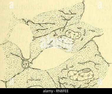 . Anatomischer Anzeiger. Anatomia, comparativo, Anatomia, comparativo. 437 tragende "Trophospongium" auch un anderen und von einander sehr weit entfernten Zellkategorien wieder- gefunden habe: un Deciduazellen, un Drüsenzellen von Pankreas, Darm und Leber ha ecc.. "G^mm: ^^*r. Si prega di notare che queste immagini vengono estratte dalla pagina sottoposta a scansione di immagini che possono essere state migliorate digitalmente per la leggibilità - Colorazione e aspetto di queste illustrazioni potrebbero non perfettamente assomigliano al lavoro originale. Anatomische Gesellschaft. Jena : G. Fischer Foto Stock
