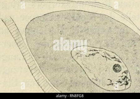. Anatomischer Anzeiger. Anatomia, comparativo, Anatomia, comparativo. 293 Auf diesem Stadium ist die Eizelle noch amöboider Bewegungen fähig, mit weiterer Stofifaufnahme und Vergrößerung zieht sie ihre Fortsätze ein und nimmt ihre längsovale definitiva Gestalt un. (Da- durch das ist Längsschnittbild vom Querschnittbild sehr verschieden [s. Fig. 2, 3 und 8, 9], è stato für die Orientirung sehr angenehm ist.) Das Keimbläschen schreitet nicht wie das Ei weiter in der Vergröße- rung fort, sondern bleibt stehen, così daß es im Verhältnis zum Ei jetzt kleiner erscheint. Es beginnt die Reifungsperiode, verbo Foto Stock