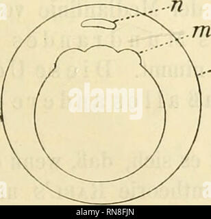. Anatomischer Anzeiger. Anatomia, comparativo, Anatomia, comparativo. 487 wirklich peristomale Lage der Brücke uod eine, wenn auch entfernte, Uebereinstimmung mit Wirbeltieren. Sollte man die Anamnier zum Vergleich heranziehen, dann müßte man die Stränge peristoraalen um den Blastoporus herumführen, così daß sie sich an der Dorsalseite ein- ander nähern würden und mit den nach hinten verlängert gedachten gastralen Mesodermstreifen verschmelzen könnten. Dieser Fall würde starke Anklänge an die Mesodermanlage bei Squaliden bieten. Oder aber müßten wir den kürzesten Weg wählen und die peristomale un Foto Stock