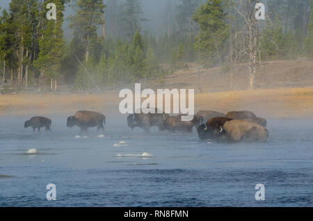 Buffalo (Bison) guadare il fiume Firehole come il vapore sale al mattino presto Foto Stock