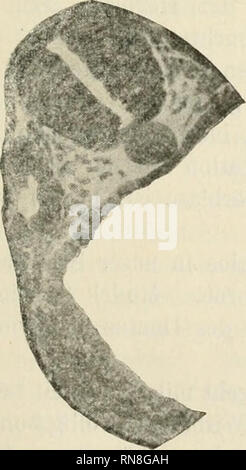 . Anatomischer Anzeiger. Anatomia, comparativo, Anatomia, comparativo. Fig. 15. Fig. 16.. Si prega di notare che queste immagini vengono estratte dalla pagina sottoposta a scansione di immagini che possono essere state migliorate digitalmente per la leggibilità - Colorazione e aspetto di queste illustrazioni potrebbero non perfettamente assomigliano al lavoro originale. Anatomische Gesellschaft. Jena : G. Fischer Foto Stock