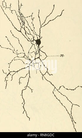 . Anatomischer Anzeiger. Anatomia, comparativo, Anatomia, comparativo. 640. Fig. 4. Eine Nervenzelle aus dem Kleinhirn desselben Tieres. Die Zelle liegt zwischen dem äußeren und mittleren Dritteil der Molecularschicht des Kleinhirns. Der Neurit zerfällt bald nach seinem Austritt in zahlreiche Zweige, welche sich fast in der ganzen Masse der Molecularschicht verbreiten. Reichert's Ocul. 3, Ob. 8a. Camera lucida Reichert. bei ihnen im Allgemeine parallelo der äußeren Oberfläche der Krüm- mungen des Kleinhirns, indem er deren Durchmesser durchkreuzt; mit un- deren Worten, den Gang des Fortsatzes Foto Stock