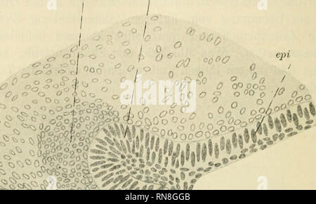 . Anatomischer Anzeiger. Anatomia, comparativo, Anatomia, comparativo. 484 DMS 2. 0Ä; / la fig. 4, embrione von Spinax niger, 4,5 cm Länge. Längsschnitt durch den Ober- kiefer nahe der Mitte. Vergr. 204. - Dms verdichtetes Mesenchym an der Zahnleiste. epi Mundepithel innen an der Zahnleiste, ok Oberkieferknorpel, zl Zahnleiste, zp Zahn- papille. man die äußere Greuzfurclie unten und oben). Da wo das Epithel zur Bildung der Zahnleiste sich einfaltet, entsteht die Zahnfurche; dieselbe ist im Unterkiefer in der Nähe des Mundwinkels ganz flach, zeigt sich aber auf den mehr medianwärts gelegenen Schnitte Foto Stock