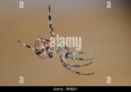 Avvistato Orb Weaver, Neoscona sp., pendenti da linea di seta Foto Stock