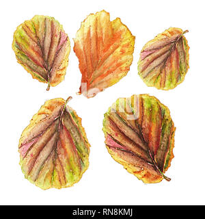 Acquerello botanico illustrazione di coloratissimi begonia foglie su sfondo bianco. Potrebbero essere utilizzati come decorazione per il web design, polygraphy o tessile Foto Stock