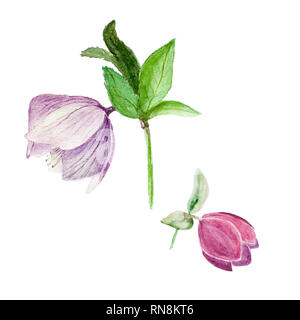 Acquerello botanical illustrazione di due hellebores isolati su sfondo bianco Foto Stock