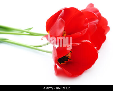 Primo piano della fiorì tulip su sfondo bianco Foto Stock