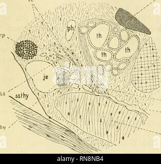 . Anatomischer Anzeiger. Anatomia, comparativo, Anatomia, comparativo. 437 questo muscolo è il M. b a s i h y o - b r a ii c h i a 1 i s degli stadi larvali. In rane di 13 mm di lunghezza la linfa pseudothyroid recesso non ha fatto la sua comparsa. La cavità brachiale è ancora collegata con la bocca, ma è riempito con i resti del degenerante branchie. Nessuna connessione o relazione tra camera brachiale e pseudo- Fig. 3. Una parte della Fig. 2 in regiou dell'ex- tern;ü jugiüar vena, en- grandi, cc capillari sur- arrotondando il degenerante fibre del basihj^o- branchialis muscolo; vcp jjassin vena Foto Stock
