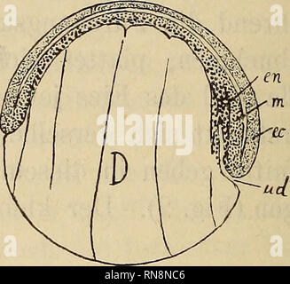 . Anatomischer Anzeiger. Anatomia di confronto. ist Zur Zeit, wo der Urdarm (UD) als feiner Spalt sichtbar wird, sofort deutlich dreiblättrig, nicht zweiblättrig, wie Dean1) angiebt. Der verschiedene Gehalt der Zellen un Dotterkörnern, resp. die ver- schiedene derselben Größe in den Zellen, ermöglicht die Unterscheidung dreier Keimblätter sehr leicht. Während das Ektoderm (ce) nur ganz feine Dotterkörner in seinen Elementen aufweist, sind die des Mesoderms (tri) erheblich größer. Die Zellen des Entoderms (en), schließlich welche die dorsale Urdarmwand bilden, sind mit ganz groben Dotterkörnern Foto Stock