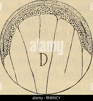 . Anatomischer Anzeiger. Anatomia di confronto. 110 von der später zu mesoderma und Entoderm werdenden Zelllage, unter- bleibt aber am Aequator des jetzt halbumwachsenen Eies, così daß die Keimschichten hier in Zusammenhang bleiben. Sehr bald beginnt nun am Aequator des Eies die Urdarm- Bildung und zwar zuerst an der Stelle der späteren Embryonalanlage. Es entsteht dadurch die dorsale Urmundlippe (Fig. 4). Letztere Fig. 3. Fig. 4.. Si prega di notare che queste immagini vengono estratte dalla pagina sottoposta a scansione di immagini che possono essere state migliorate digitalmente per la leggibilità - Colorazione e aspetto di questi illustr Foto Stock