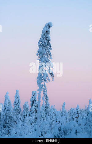 Neve e ghiaccio coperto alberi di conifere in Lapponia, Finlandia Foto Stock