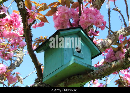 Green birdhouse in un giapponese di ciliegio con fiori di colore rosa Foto Stock