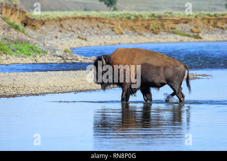 Bison Varcando il fiume nella valle di Lamar, il Parco Nazionale di Yellowstone, Wyoming USA Foto Stock