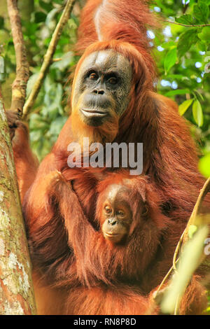 Femmina orangutan di Sumatra con un bambino seduto su un albero in Gunung Leuser National Park, Sumatra, Indonesia. Orangutan di Sumatra è endemica del nord Foto Stock