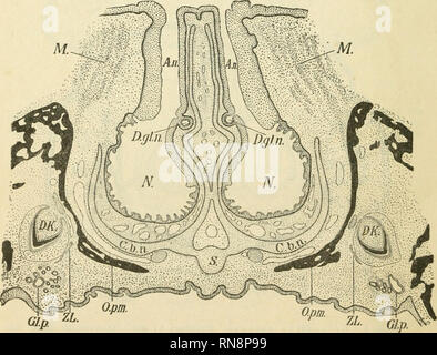 . Anatomischer Anzeiger. Anatomia, comparativo, Anatomia, comparativo. 748 nehmend weit, etwa 2,1 mm nacli hinten. Die Endverzweigungen rücken dabei vom Nasendache auf die Seitenwandungen und werden vom Oberkiefer bedeckt. Beim reifen embrione von 41 mm Kopflänge und 25 cm Körper- länge hat die Nasendrüse ihre volle Entwickelung erreicht. Bei dem von mir untersuchten Exemplare besaß die Drüse jederseits nur einen einzigen Ausführungsgang, dessen Mündung in mit dem Plattenepithel bedeckten und von dünnen Knorpelspangen setto gestützten am hinteren Ende der Apertura narium liegt (Fig. 4 D. gl. n.). Foto Stock