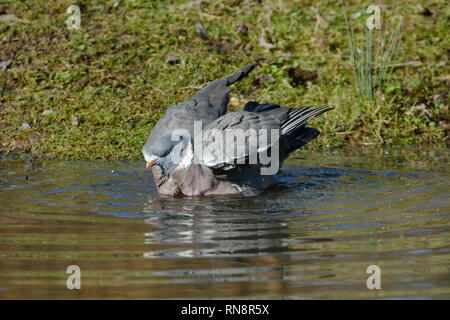 Colombaccio - Columba palumbus prendere un bagno in un stagno Foto Stock