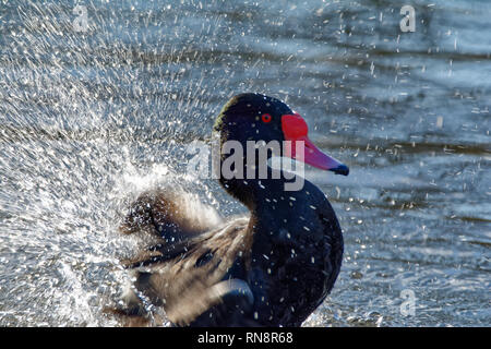 Roseo-fatturati Pochard o Rosybill - Netta peposaca maschi di anatra Diving schizzi in acqua Foto Stock